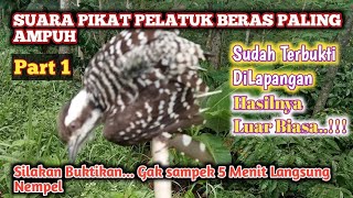 Suara Pikat Burung Pelatuk Beras, Suara Pikat Pelatuk Sampit Paling Ampuh