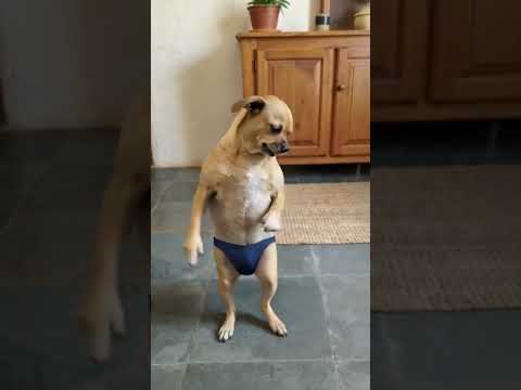 Que cachorro é esse?