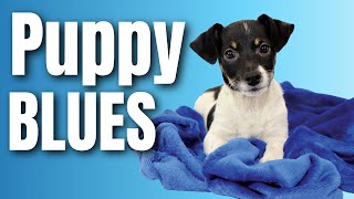 Puppy Blues: Coping With Overwhelm, Anxiety And Regret About Puppies