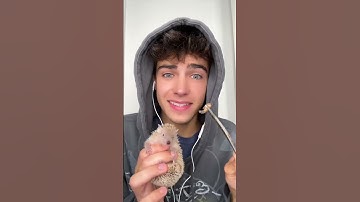 ASMR with my tenrec 😂 she wouldn’t eat anymore i tried a locust, mealworm, moriworm and another cr