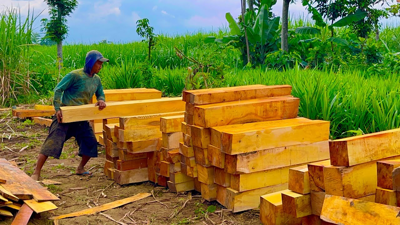 Abundant Profits! Jackfruit Wood Prices Rise When Sawed into Blocks Like This
