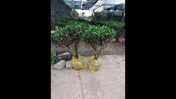 Chọn 2 cây chè xanh cho khách ở Hà Nội 0977973535