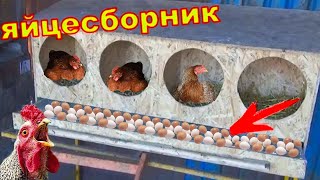 Как сделать гнездо для кур с яйцесборником...
