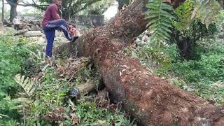 Tebangan kayu mati berdiri‼️gokil