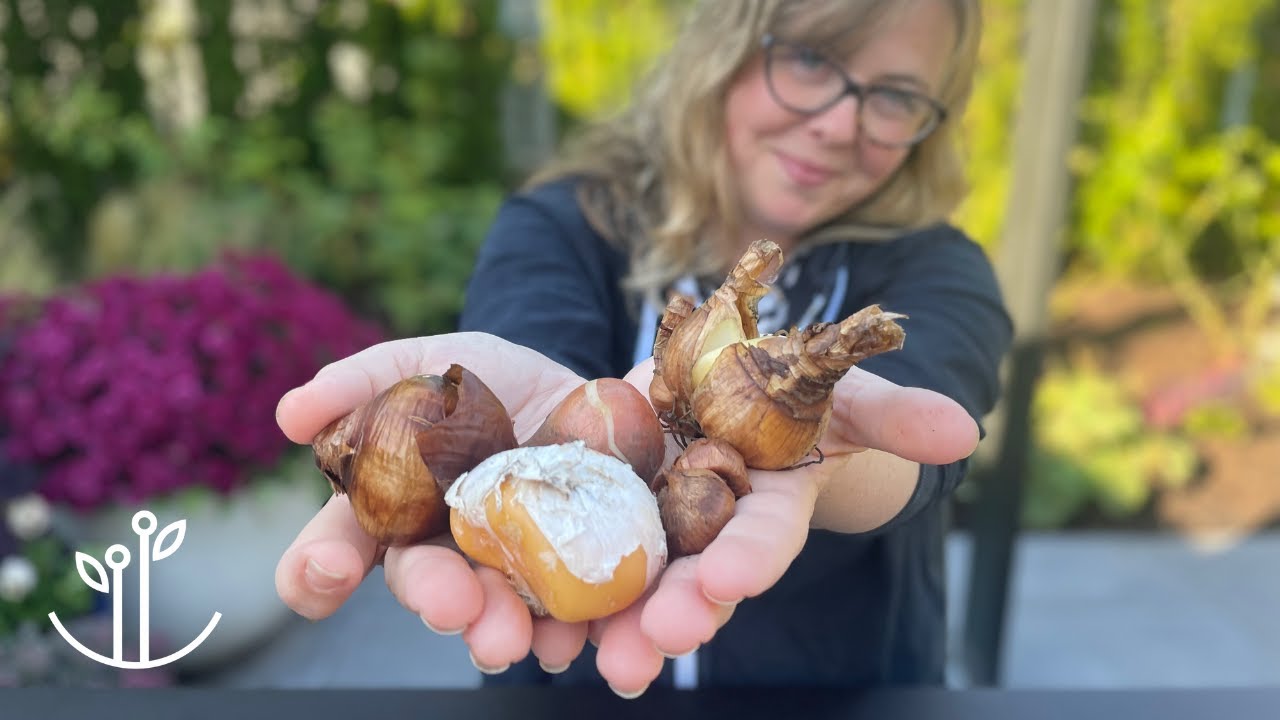 What No One is Telling You | Designing with Bulbs 🌷