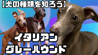 【犬の種類を知ろう】イタリアン・グレーハウンド