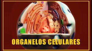 Organelos celulares Organelos celulares