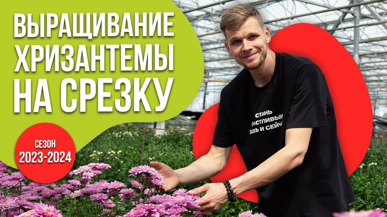 Теплица с хризантемой. 10 сортов на срезку. Как мы их выращиваем?