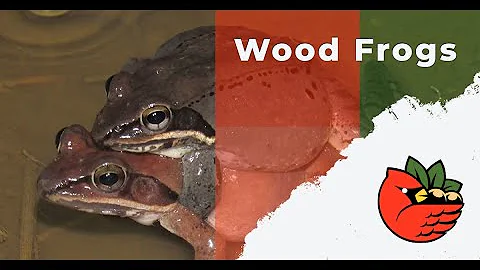Wood Frogs