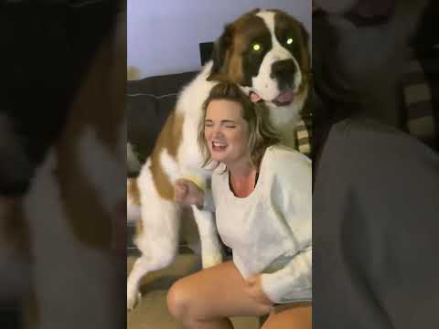 Saint Bernard rough housing his mama 😲 #shorts #funnyshorts #funnyvideo #dogshorts #funnydogvideo