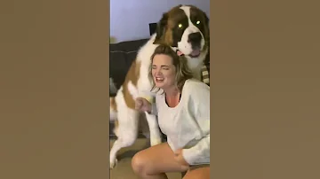 Saint Bernard S Hilarious Humping Moment You Won T Believe Shorts Dogshorts Funnydogvideo 