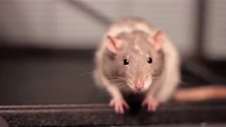 How I Give My Rats Medicine