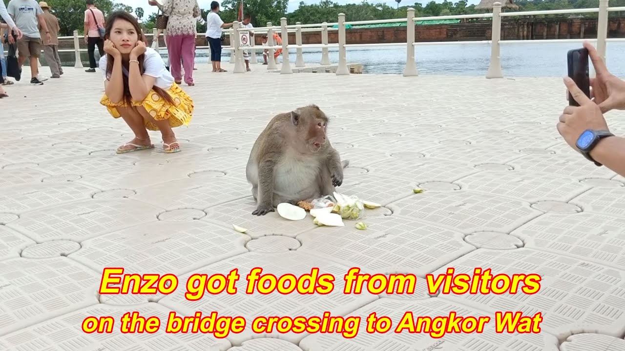 Enzo, a biggest fat male monkey in Mila asking foods from visitors