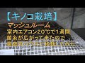 【キノコ栽培】マッシュルーム室内エアコン２０℃以上で１週間はたして・・・・・・。
