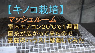 【キノコ栽培】マッシュルーム室内エアコン２０℃以上で１週間はたして・・・・・・。