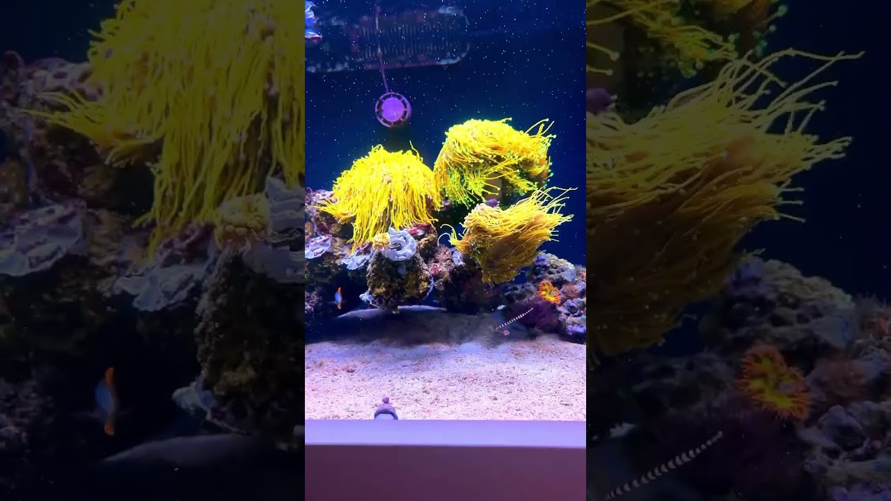 CUTE little pipefish❤️ 