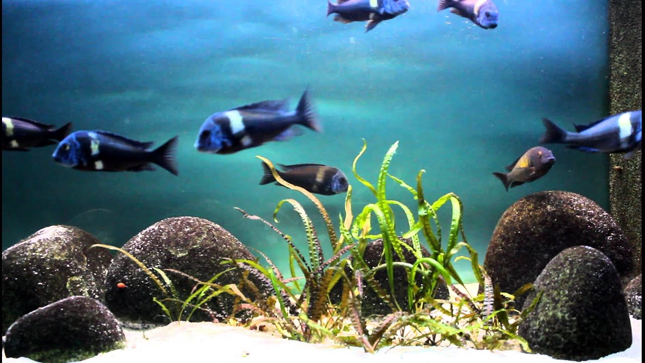 Tropheus duboisi Maswa Tank - YouTube