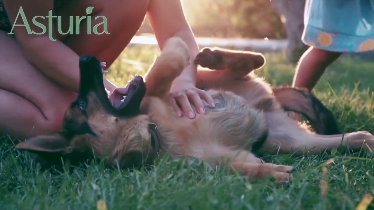 Asturia I Ryan Homes