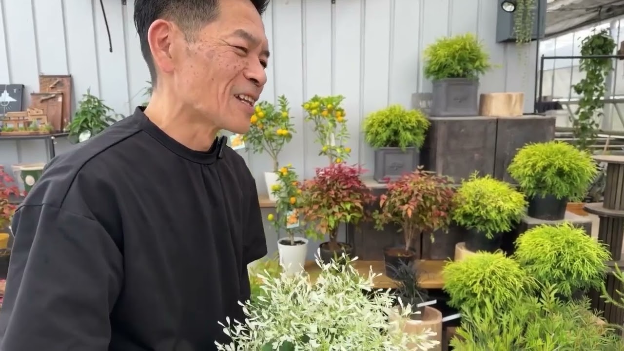 【社長おすすめ】ユーフォルビア 白雪姫