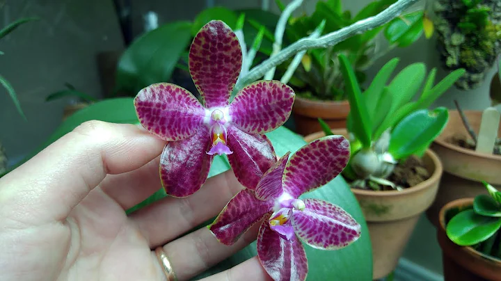 Orchid in bloom 2019 : Phalaenopsis Mok Choi Yew