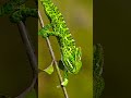 Chameleon Animal Fun Trending Trend