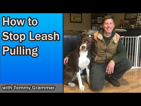 stop-your-dog-pulling-on-leash-immediately