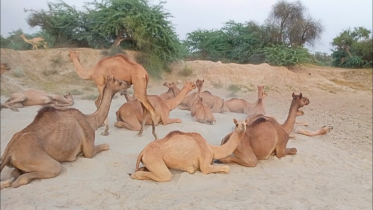 camels of Thar Desert