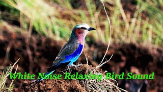 A Secret Garden and Forest Stream with Bird Sounds Natural White Noise Music for Relaxation