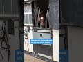 Mum has been relegated to the back 🤣 #horse #horsemanship #horseracing #equestrian #animalshorts