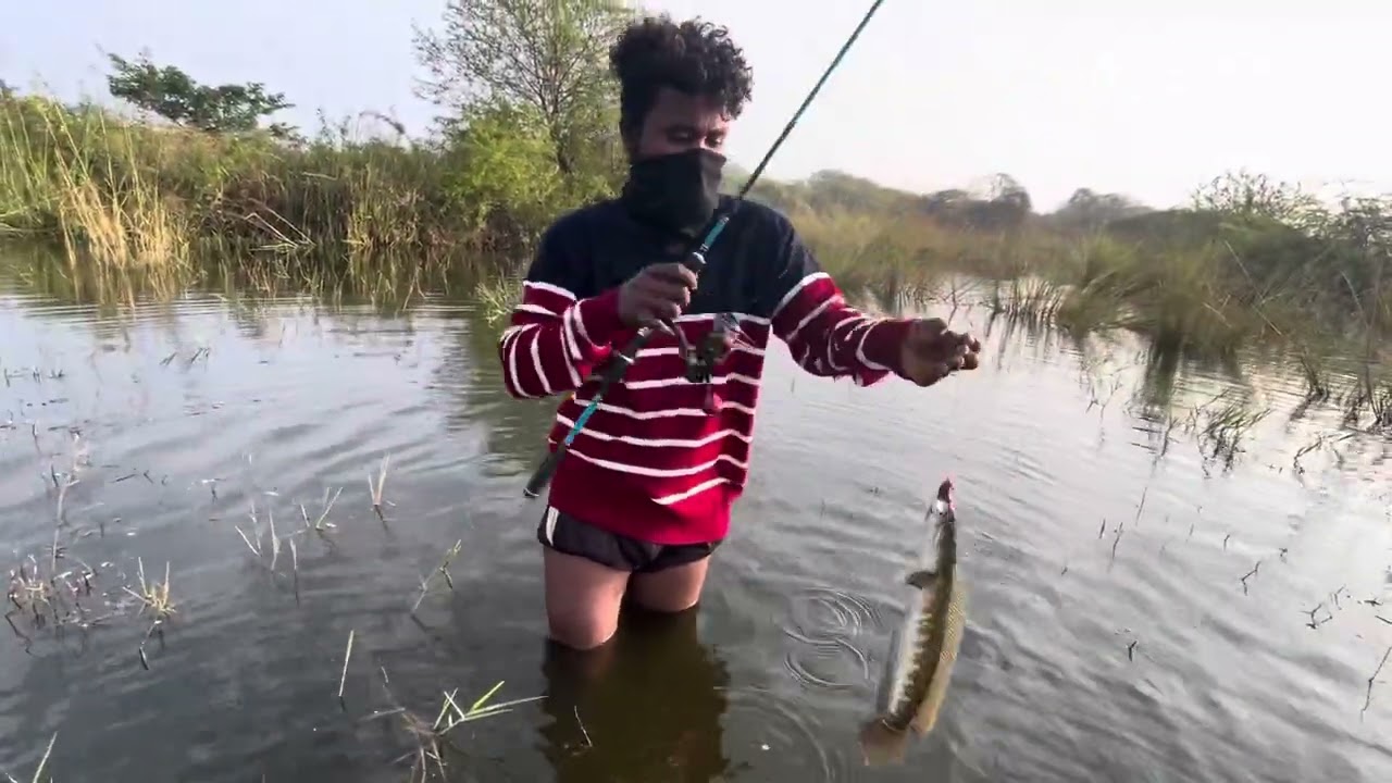 Peggy BOXER Frog 🐸 lru # low cast ￼￼￼reel 