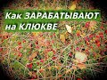 Клюква - золото Сибирских болот.