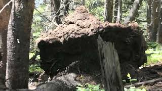 Wood KnocX's Close - The SHOCK Factor - Top of The World Unseen