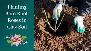 Planting Bare Root Roses in Clay Soil / Planting Depth / Soil Amendments