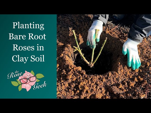 Planting Bare Root Roses in Clay Soil / Planting Depth / Soil Amendments  - YouTube