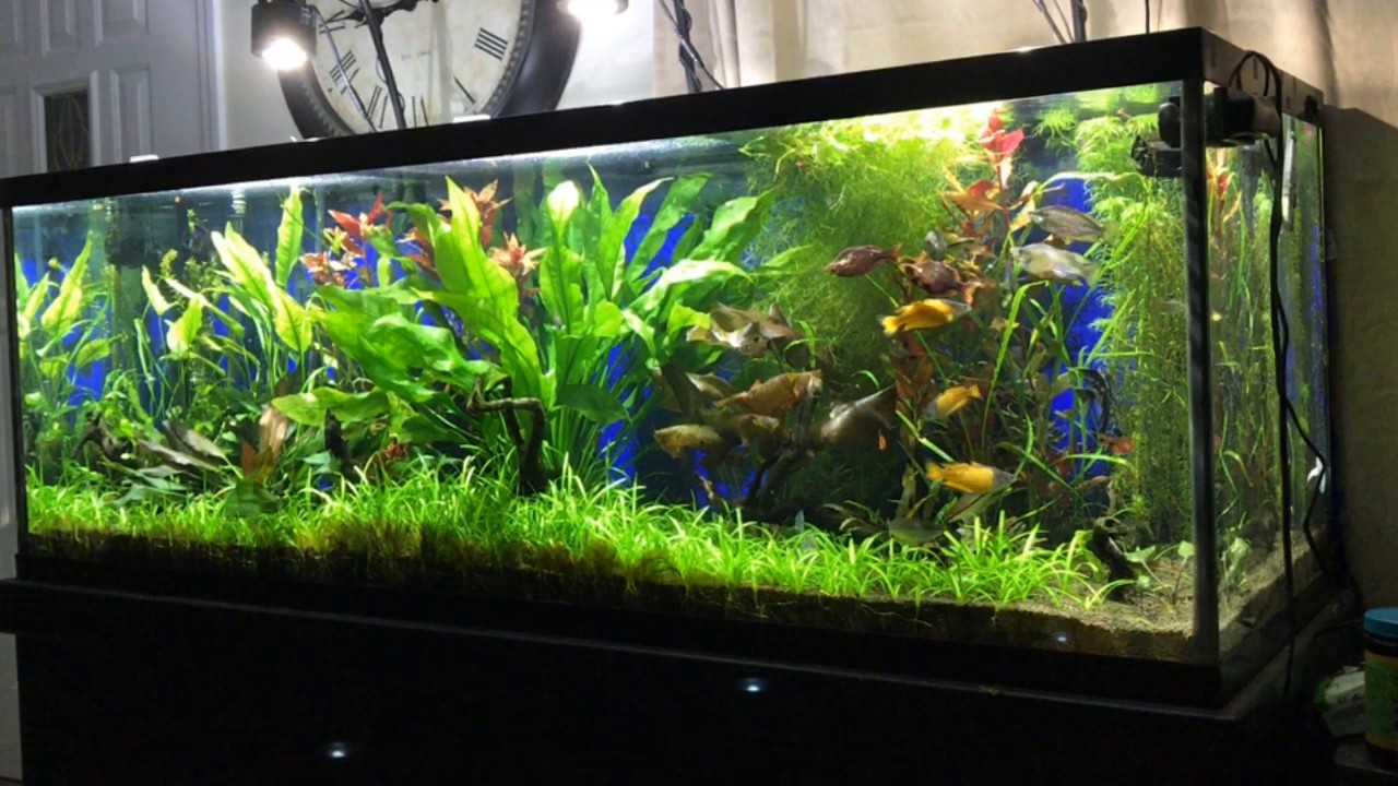 gallone LIVE FEEDING BLOODWORMS