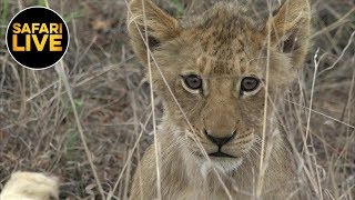 safariLIVE - Sunset Safari - September 26, 2019