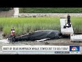 Dead humpback whale towed out to sea in Winthrop