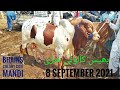 Bhains Colony Cow Mandi Latest Update 8 September 20218 | Cattle Market Karachi