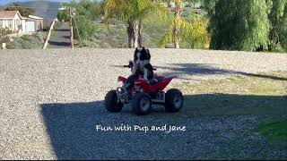 Bravo🐶 the Driving 🏎 dog 2023–Fun with Pup and Jane by Fun with Pup & Jane 543 views 1 year ago 58 seconds