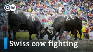 Traditional cow fighting in Switzerland | Focus on Europe