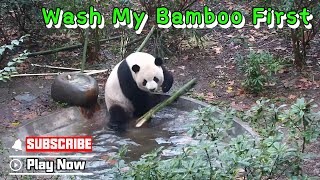 ‘Mysophobia’ Panda Washes Its Bamboo Before Enjoying It | Ipanda