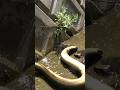 山奥の秘境で1度食ったウナギに再度食わせる