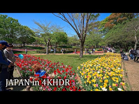 4K・ Flower festival in Showa Kinen Park, Tachikawa・4K HDR