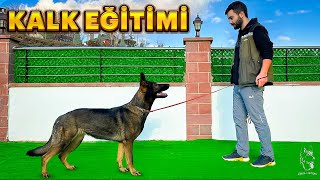 KÖPEKLERDE KALK EĞİTİMİ🐶