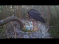 2017/06/01 06h39m Karula Black Stork~Change and nice feeding~