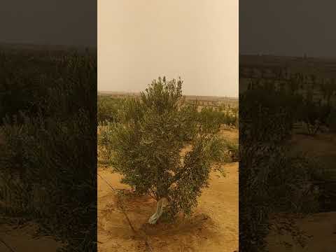 عقد زيتون عجيزي شامي تخليل الواحات البحرية مهندس عبدالغفور حسن 01126922669