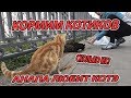 АНАПА - КОРМИМ КОТИКОВ НА НАБЕРЕЖНОЙ