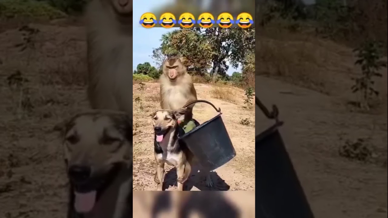 Funny video😂😂 #funny #comedy #memeclip #dankememes #funnymemes #memehub #love #youtubeshorts