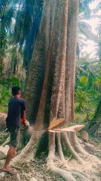 tebang pohon yang sangat besar