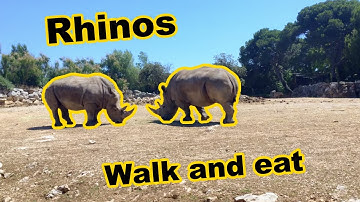 rhinoceros eating small walk turn idle, animation reference